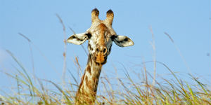 Det varme klima gør det muligt for giraffer at leve i Kenya