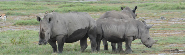 Tag på safari på din Kenya rejse