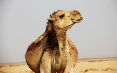 Marrokansk kamel
