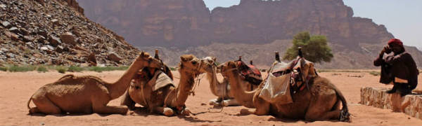 Tag på kameltrekking når du rejser til Marokko