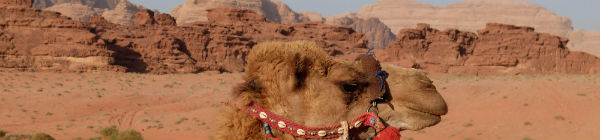 Man kan ridde på kameler og dromedarer i ørkenen i Marokko