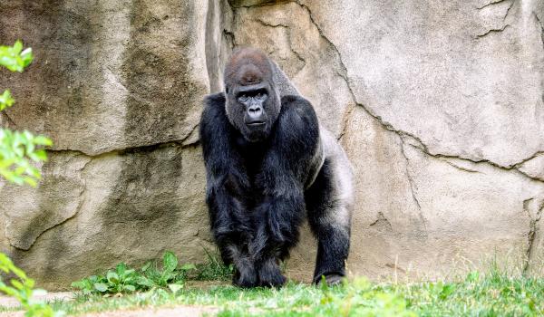 Oplev Gorilla Trek på din rejse til Uganda og Rwanda