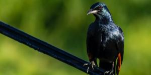 Oplev Lake Edwards Flats på din rejse til Uganda og Rwanda