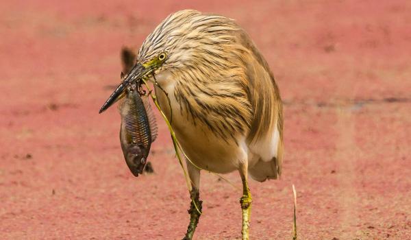 Oplev Lake Edward Flats på din rejse til Uganda og Rwanda