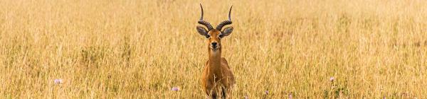 Oplev Murchison Falls Nationalpark på din rejse til Uganda og Rwanda