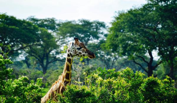 Oplev Murchison Falls Nationalpark på din rejse til Uganda og Rwanda