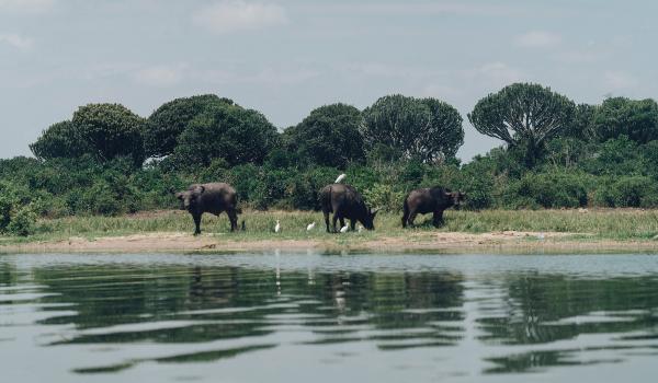 Oplev Victoriasøen på din rejse til Uganda og Rwanda