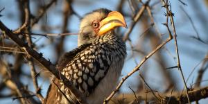 Oplev Lake Edwards Flats på din rejse til Uganda og Rwanda