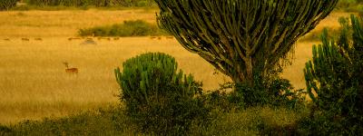 Oplev Queen Elisabeth Nationalpark på din rejse til Uganda og Rwanda