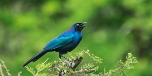 Oplev Victoriasøen på din rejse til Uganda og Rwanda