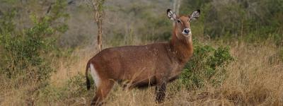 Oplev Queen Elisabeth Nationalpark på din rejse til Uganda og Rwanda