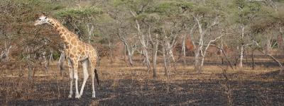Oplev Queen Elisabeth Nationalpark på din rejse til Uganda og Rwanda