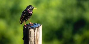 Oplev Lake Edwards Flats på din rejse til Uganda og Rwanda