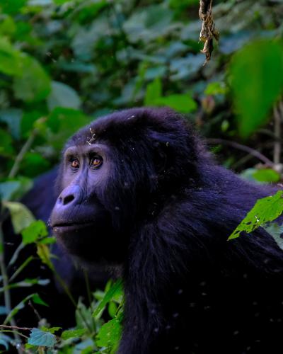 Find rejse til Uganda og Rwanda