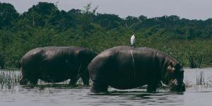 Oplev Victoriasøen på din rejse til Uganda og Rwanda