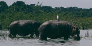 Oplev Victoriasøen på din rejse til Uganda og Rwanda