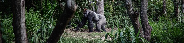 Oplev gorilla trek på din rejse til Uganda og Rwanda