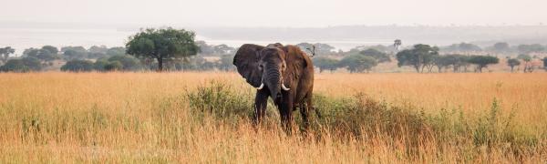 Find rejse med safari til Uganda og Rwanda