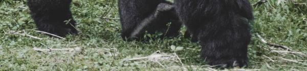 Oplev gorilla trek på din rejse til Uganda og Rwanda