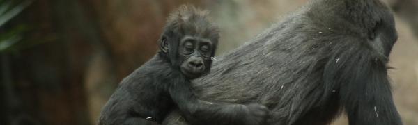 Find rejse med trekking til Uganda og Rwanda