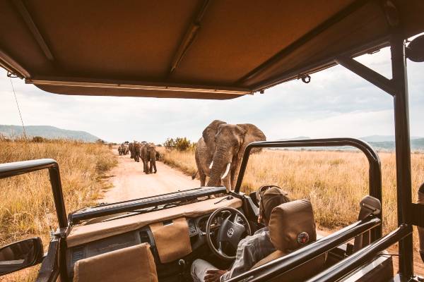Tag på safari i Afrika