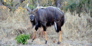 Du vil opleve mange forskellige dyr på din rejse i Sydafrika