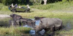 Sydafrika er bosted for rigtig mange næsehorn