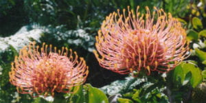 Blomster i Sydafrika