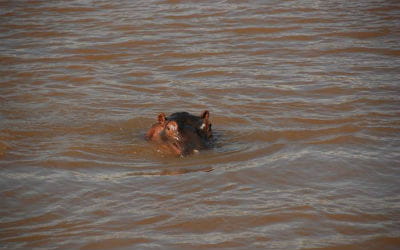 Flodhest i St Lucia i Sydafrika