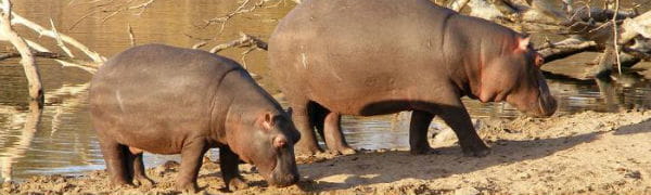 Rejser til Sydafrika tager dig helt tæt på flodheste