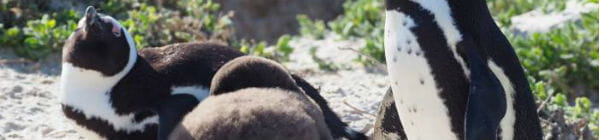 på Kaphalvøen i Sydafrika bor der pingviner 