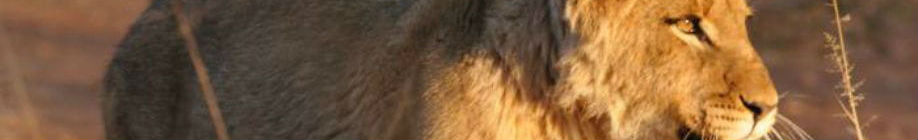 Løver kan du se mange af på din rejse til Sydafrika