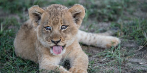 Der er mange løveunger i Sydafrika