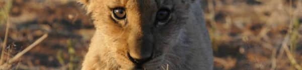 Løveunge i Sydafrika