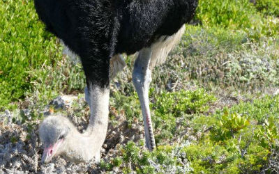 Der findes strudser i Oudtshoorn i Sydafrika