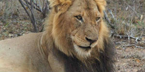 Rejs til Amakhala i Sydafrika og se de flotte løver