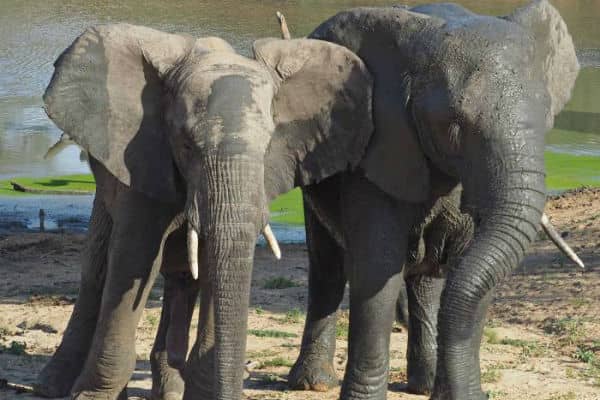 Du kan opleve elefanter på din Sydafrika rejse