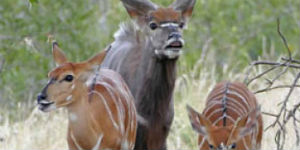 Der er mange dyr at opleve når du rejser til Amakhala i Sydafrika