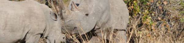 To næsehorn i Sydafrika