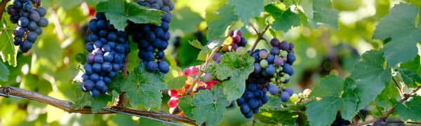 Sydafrika er særligt kendt for sine fantastiske vine