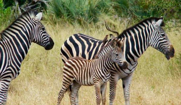 Zebrafamilie i Sydafrika