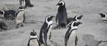 Oplev Pingvin safari i Sydafrika