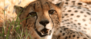 Safari i Krüger Nationalpark er populært i Sydafrika