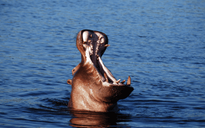 Flodhest set under safari i Sydafrika