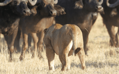 Løve set på safari i Sydafrika