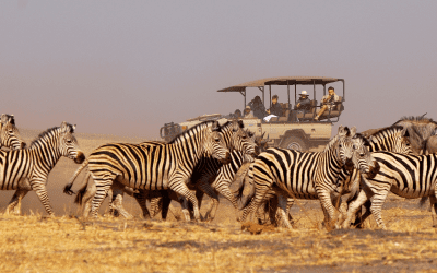Zebraer foran Jeep på safari i Sydafrika