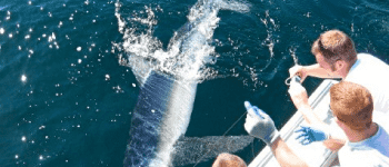 Sardine Run kan opleves i Sydafrika