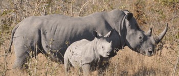 The Big Five kan opleves på safari i Sydafrika