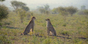 Der er mange leoparder i Sydafrika grundet det varme klima