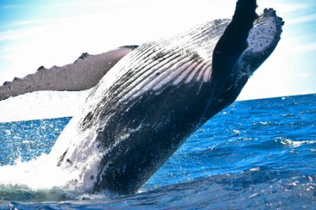 Ved Port Elizabeth i Sydafrika kan du se på hvaler